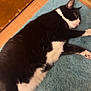 cat, tuxedo_cat, black_and_white_cat, pet, indoor, bath_mat, rug, tile_floor, wooden_door, door, paws, whiskers, resting, lying_down, close_up, fur, ear, nose, domestic_animal, bathroom