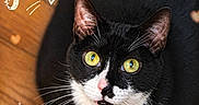 Milo joined the competition — help win amazing prizes! cat, tuxedo_cat, yellow_eyes, black_and_white, pet, animal, indoor, wooden_floor, cute, heart_doodles, sparkles, close_up, looking_up, whiskers, fur, domestic_cat, portrait, name_overlay, playful, adorable