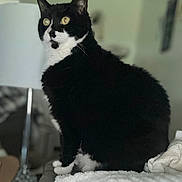 Milo joined the competition — help win amazing prizes! animal, black_and_white, blanket, cat, cute, domestic, ears, feline, fluffy, fur, household, indoor, pet, portrait, relaxed, sitting, soft_texture, tuxedo_cat, whiskers, yellow_eyes