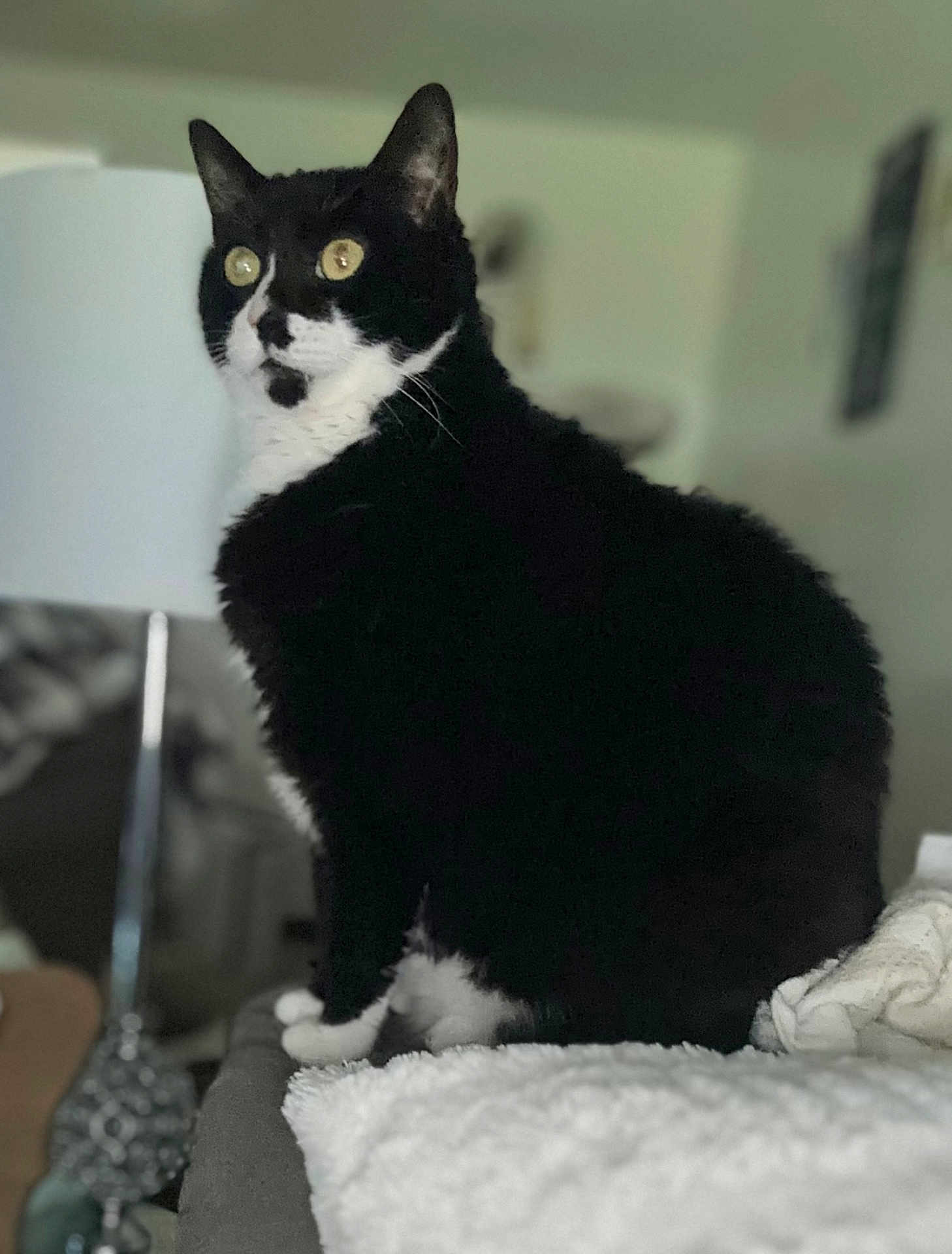 Milo