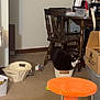 basket, black_and_white_cat, cardboard_box, carpet, cat, cat_scratch_post, cozy_home, desk_lamp, dining_table, floor, furniture, living_room, orange_scratcher, papers, pet_toy, plush_toy, table_leg, toy_mouse, wicker_basket, wooden_chair