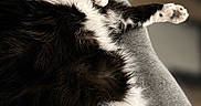 Gigi is registered to the contest to win money with this photo: animal, black_and_white, blurred_background, cat, closeup, comfort, cozy, cute, feline, fluffy, fur, indoor, napping, paw, pet, relaxed, resting, sleeping, soft, whiskers