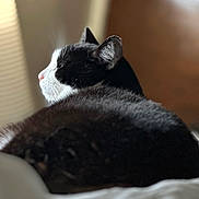 Gigi is registered to the contest to win money with this photo: animal, black_and_white, blurred_background, calm, cat, close_up, domestic_cat, ear, feline, fur, indoor, muzzle, pet, portrait, quiet, resting, side_view, soft_light, whiskers, window_light
