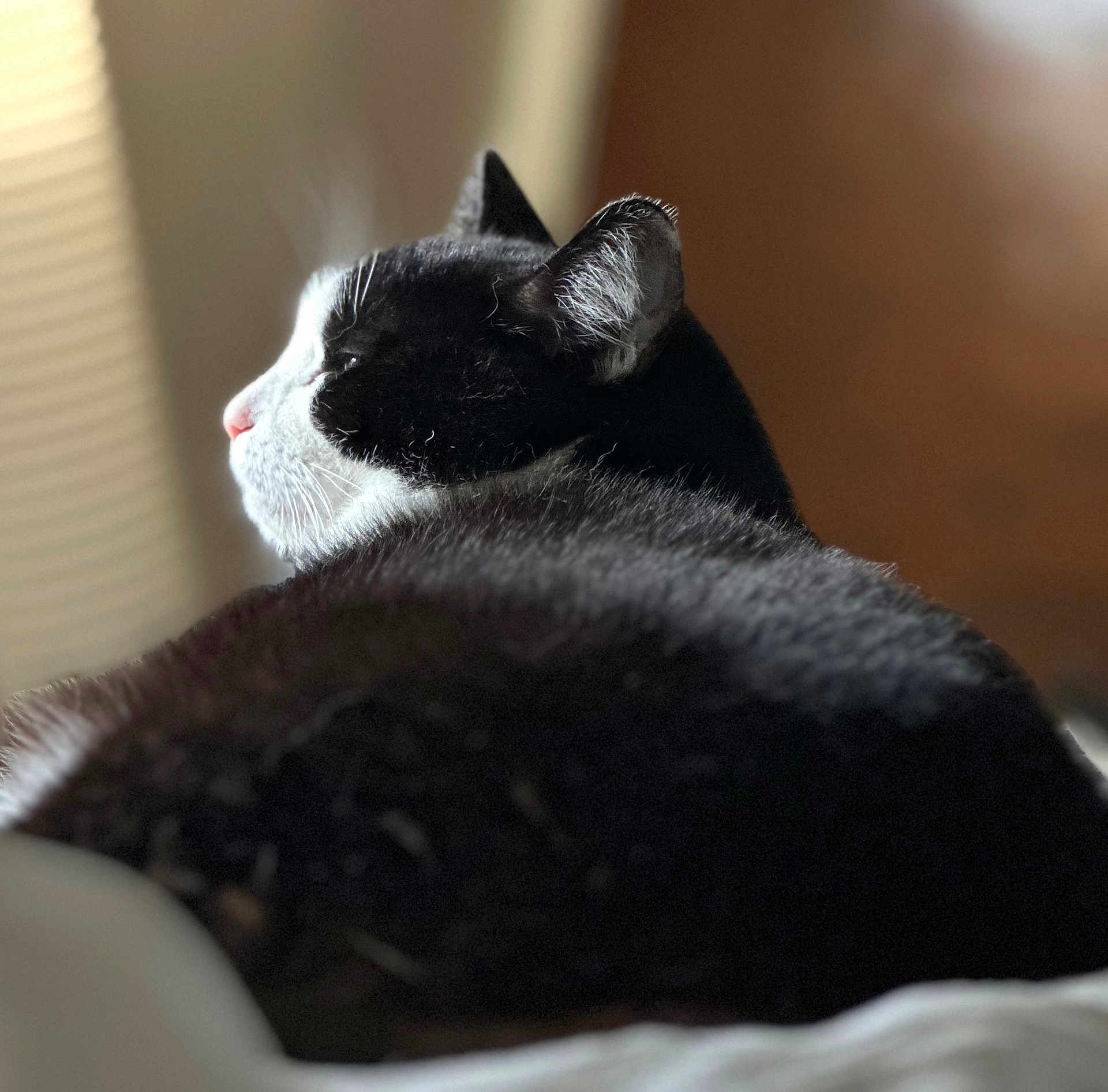 Gigi
