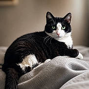 Gigi is registered to the contest to win money with this photo: animal, bed, black_and_white, blanket, cat, close_up, comfortable, cozy, cute, domestic_cat, feline, fur, green_eyes, indoor, pet, portrait, relaxed, resting, soft_lighting, whiskers