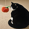Gigi joined the competition — help win amazing prizes! animal, black_and_white, carpet, cat, close_up, cozy, crocheted_pumpkin, curled_up, cute, feline, green_leaf, indoor, looking, orange, pet, playful, tail, texture, toy, whiskers