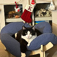 Gigi joined the competition — help win amazing prizes! black_and_white_cat, carpet, cat, chair, cozy, cushion, elephant_figurine, eyes, fur, holiday_decor, indoor, ornament, paw, pet, portrait, relaxing, shelf, stocking, whiskers, wooden_frame