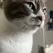 Gato is registered to the contest to win money with this photo: cat, close_up, indoor, green_eyes, whiskers, fur, pink_nose, pet, animal, curious, portrait, domestic_cat, focus, soft_lighting, background_blur, living_room, feline, side_profile, cute, alert