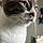 Gato