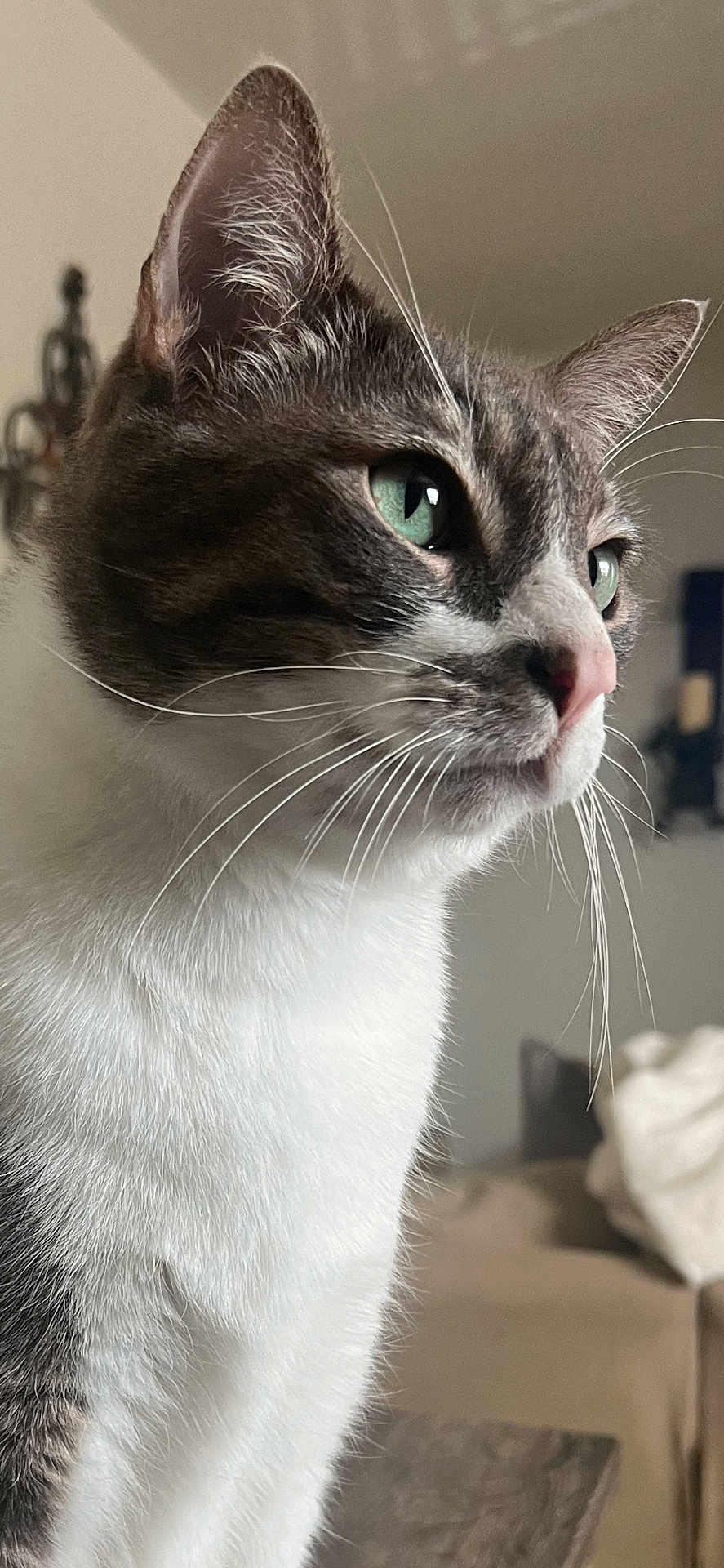 Gato