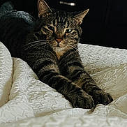 Jaws is registered to the contest to win money with this photo: cat, tabby, pet, feline, animal, indoor, bed, blanket, stretching, whiskers, ears, fur, claws, resting, domestic, portrait, closeup, sleepy, relaxed, home