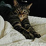 animal, bed, blanket, cat, claws, closeup, domestic, ears, feline, fur, home, indoor, pet, portrait, relaxed, resting, sleepy, stretching, tabby, whiskers
