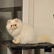 As De Coeur a rejoint le concours — aidez-le/la à gagner de superbes lots ! cat, persian_cat, fluffy, indoor, cat_tree, black_platform, cream_color, pet, feline, window, wall, fur, sitting, animal, domestic_animal, cute, portrait, whiskers, ears, tail