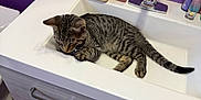 King joined the competition — help win amazing prizes! cat, kitten, tabby, sink, bathroom, toiletries, purple_wall, faucet, vanity, cabinet, floor, plastic_cup, soap_dispenser, bathroom_counter, curious, resting, indoor, pet, animal, domestic_cat