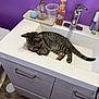 cat, kitten, tabby, sink, bathroom, toiletries, purple_wall, faucet, vanity, cabinet, floor, plastic_cup, soap_dispenser, bathroom_counter, curious, resting, indoor, pet, animal, domestic_cat