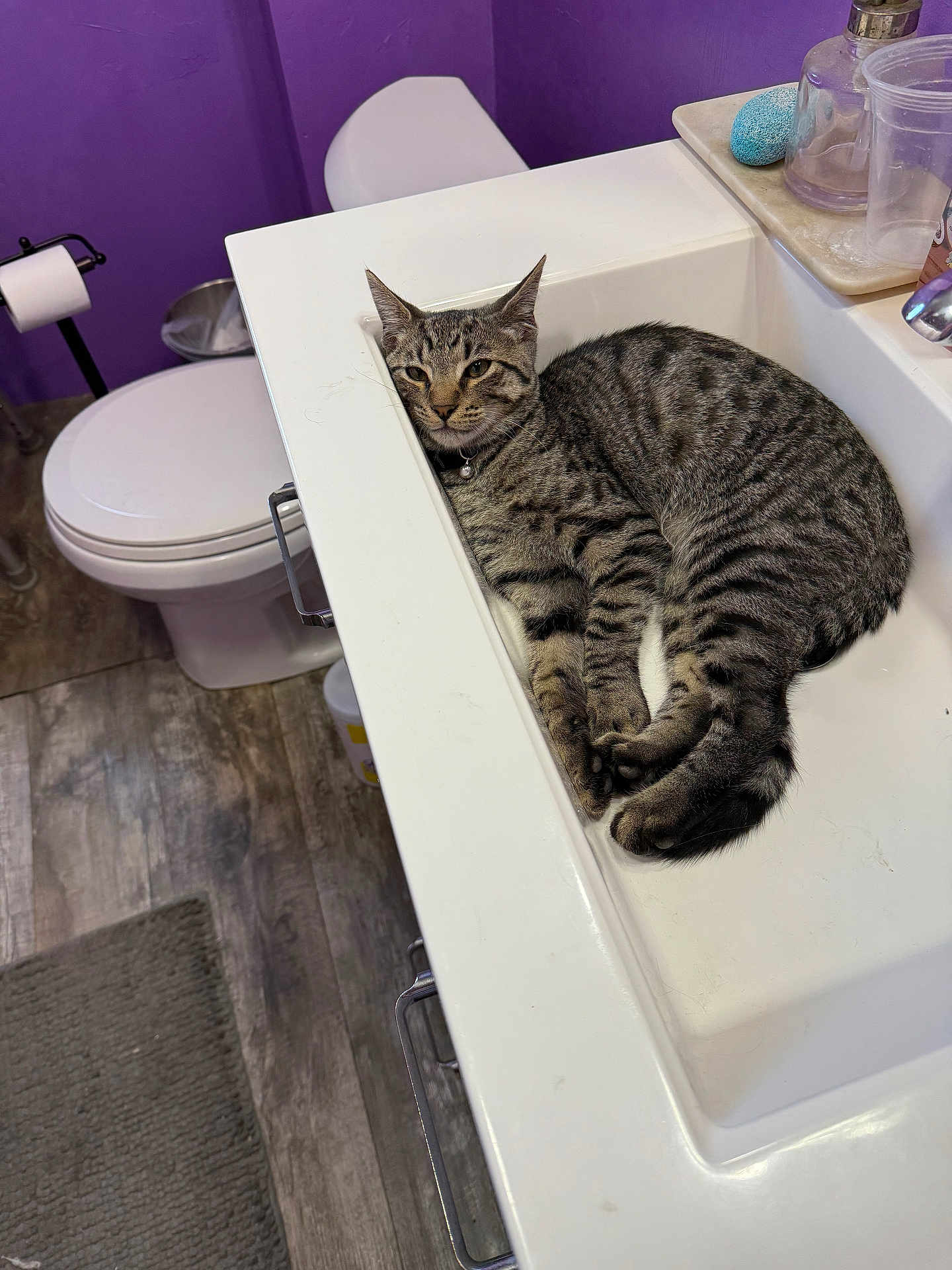 King is registered to the contest to win money with this photo: cat, tabby_cat, sink, bathroom, toilet, purple_wall, floor_mat, flooring, indoor, pet, animal, fur, relaxed, curled_up, domestic_cat, household, resting, quiet, clean, fixture