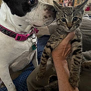 King joined the competition — help win amazing prizes! dog, cat, kitten, pet, indoor, hand, collar, curious, sniffing, tabby, furniture, couch, blanket, portrait, closeup, animal, mammal, domestic, companion, cozy