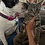 dog, cat, kitten, pet, indoor, hand, collar, curious, sniffing, tabby, furniture, couch, blanket, portrait, closeup, animal, mammal, domestic, companion, cozy