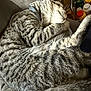 King is registered to the contest to win money with this photo: cat, tabby, sleeping, feline, pet, indoor, fur, whiskers, collar, relaxed, nap, closeup, animal, domestic_animal, resting, cute, cozy, soft, striped, claw