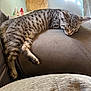 King joined the competition — help win amazing prizes! cat, kitten, sleeping, tabby, furniture, couch, armrest, indoor, lamp, daylight, soft_fabric, relaxation, cozy, pet, home, resting, striped, animal, living_room, napping