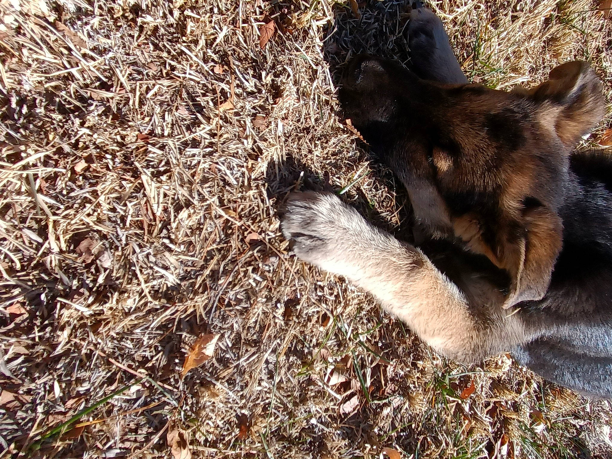 Chakra joined the competition — help win amazing prizes! big_cats, canidae, carnivore, dog_breed, fawn, felidae, fur, grass, livestock, paw, people_in_nature, shadow, snout, soil, sporting_group, tail, terrestrial_animal, wildlife, wood, working_animal