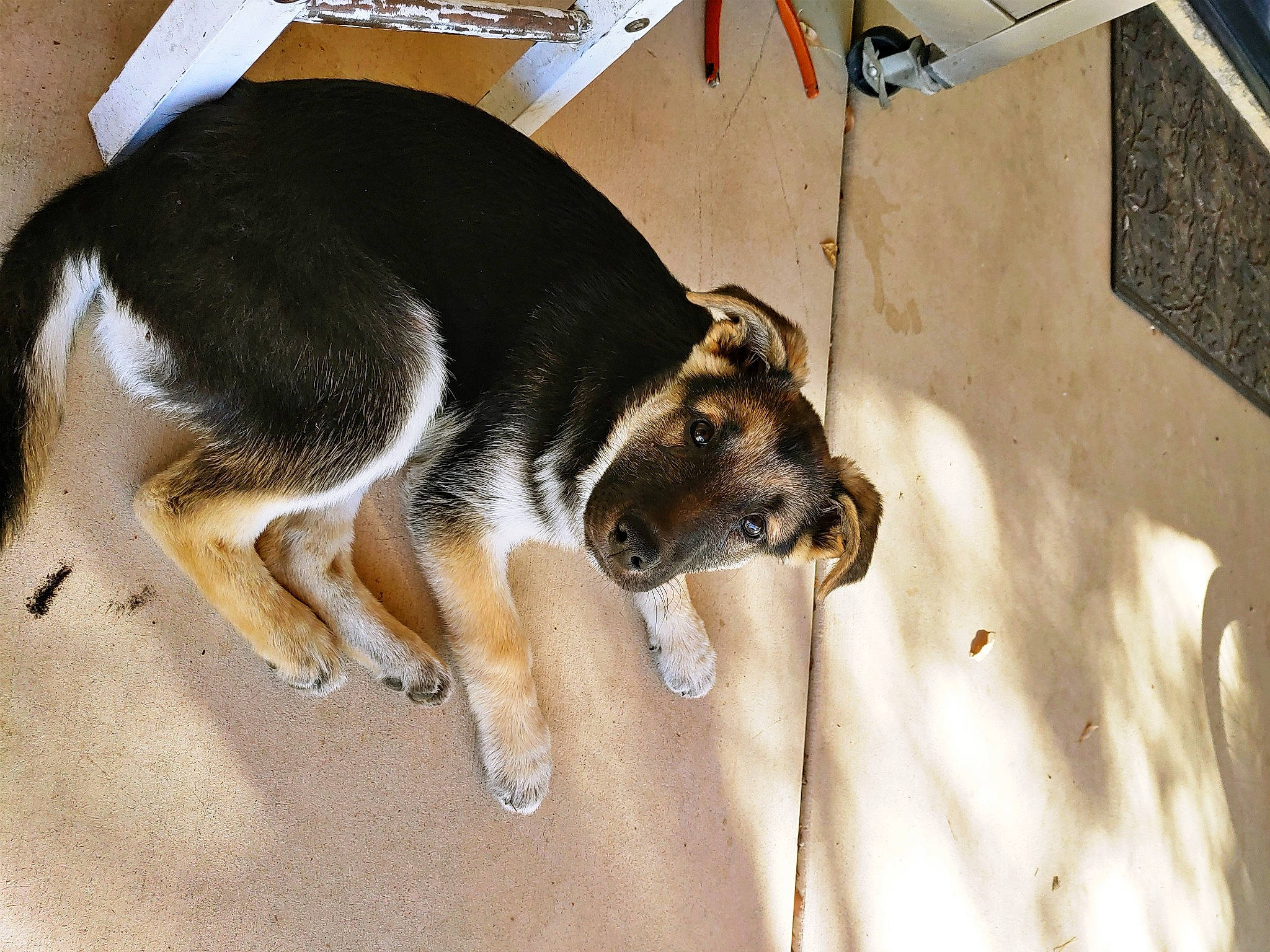 Chakra is registered to the contest to win money with this photo: canidae, carnivore, companion_dog, dog, dog_breed, fawn, foot, fur, paw, pet_supply, snout, sporting_group, street_dog, tail, working_animal, working_dog