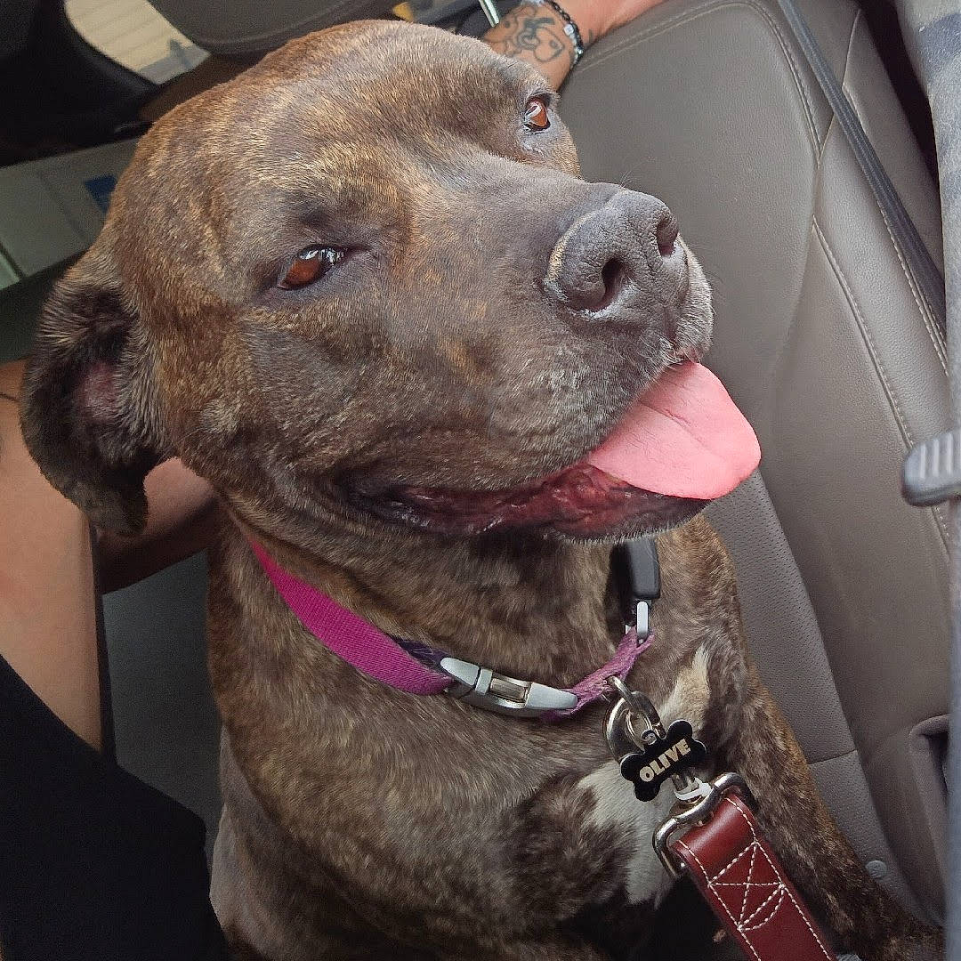 Olive Gypsy is registered to the contest to win money with this photo: canidae, carnivore, collar, companion_dog, dog, dog_breed, dog_collar, ear, fashion_accessory, fawn, fur, giant_dog_breed, leash, liver, pet_supply, snout, sporting_group, whiskers, working_animal, wrinkle