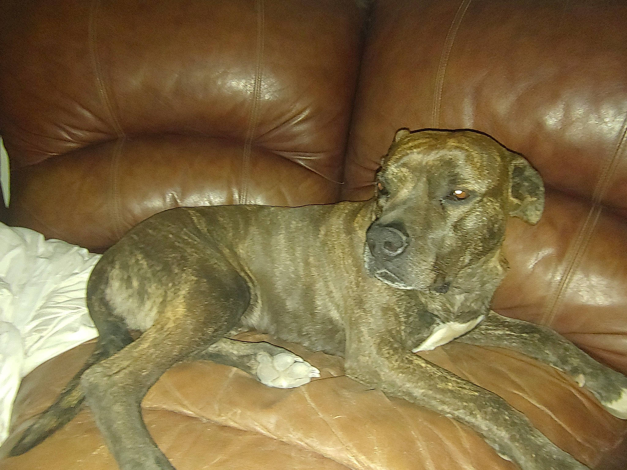 Olive Gypsy joined the competition — help win amazing prizes! ancient_dog_breeds, bored, canidae, carnivore, chair, comfort, companion_dog, dog, dog_breed, fawn, hunting_dog, liver, non_sporting_group, sporting_group, tail, terrestrial_animal, working_animal, wrinkle