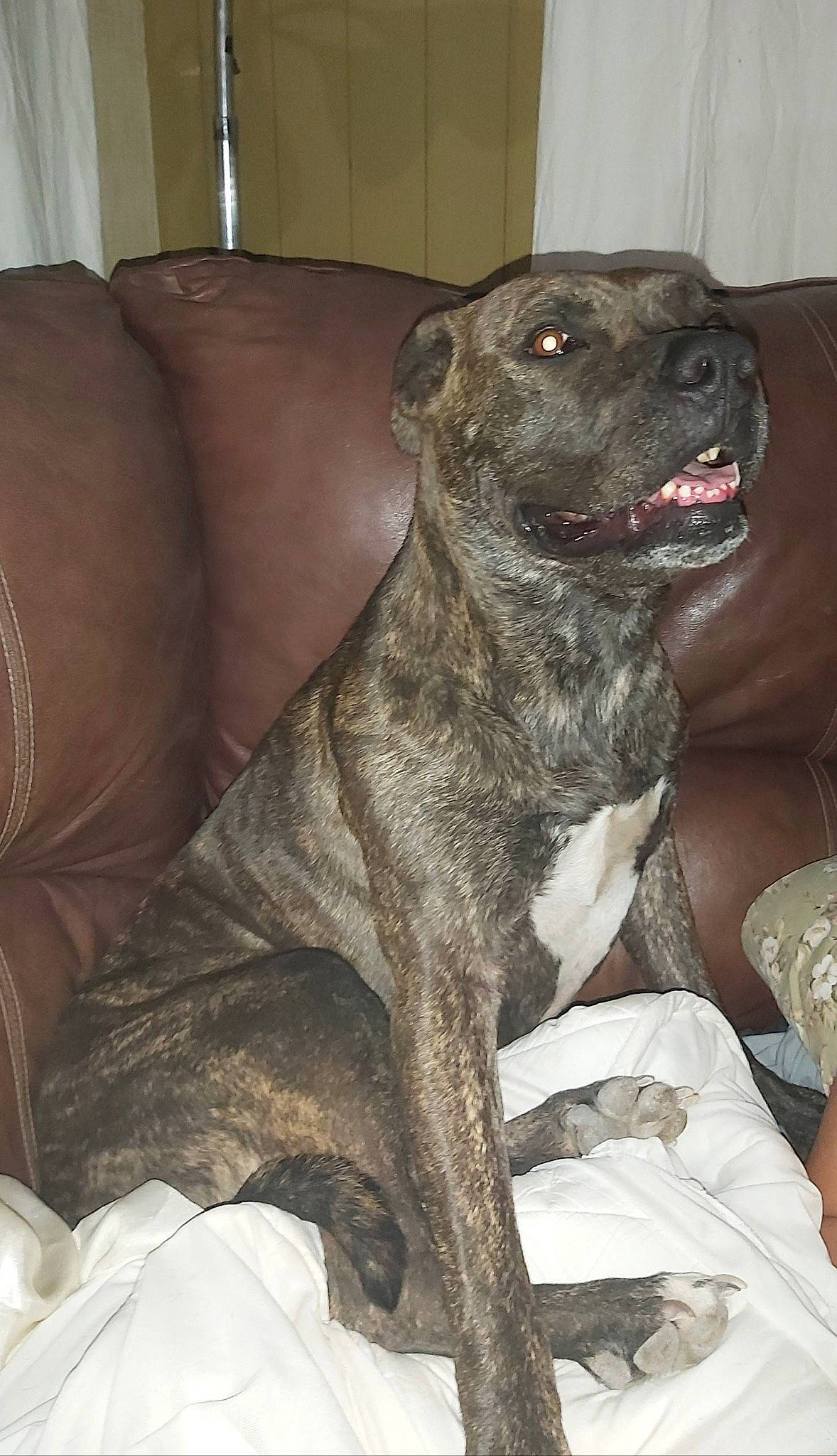 Olive Gypsy joined the competition — help win amazing prizes! canidae, carnivore, comfort, companion_dog, couch, dog, dog_breed, fawn, fur, grey, guard_dog, liver, non_sporting_group, snout, sporting_group, tableware, terrestrial_animal, whiskers, working_animal