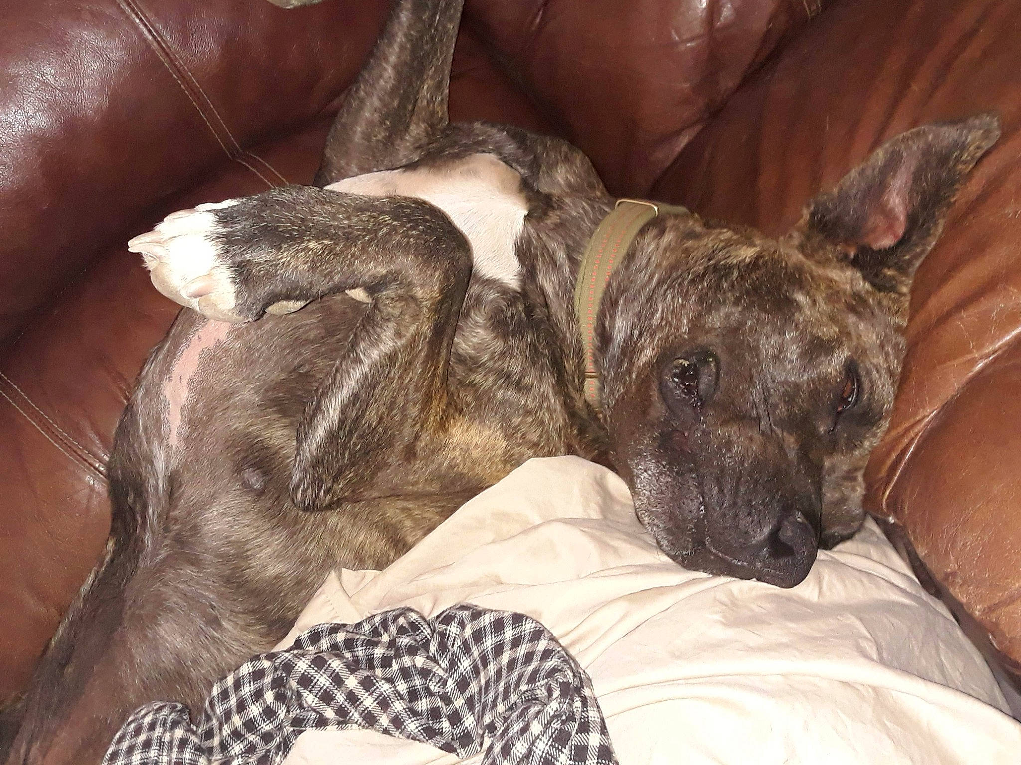 Olive Gypsy joined the competition — help win amazing prizes! canidae, carnivore, comfort, companion_dog, dog, dog_breed, fawn, fur, grey, guard_dog, nap, non_sporting_group, puppy, sleep, sporting_group, terrestrial_animal, terrier, treeing_tennessee_brindle, whiskers, working_animal