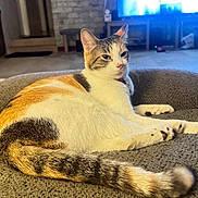 Benii is registered to the contest to win money with this photo: calico_cat, cat, closeup, collar, couch, cozy, cushion, domestic_animal, fur, furniture, indoor, living_room, looking, paws, pet, portrait, relaxed, tail, television, whiskers