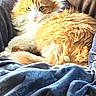 cat, fluffy, orange, white, pet, animal, feline, relaxed, resting, blanket, blue, soft, cozy, indoor, sunlight, fur, cute, closeup, portrait, comfortable