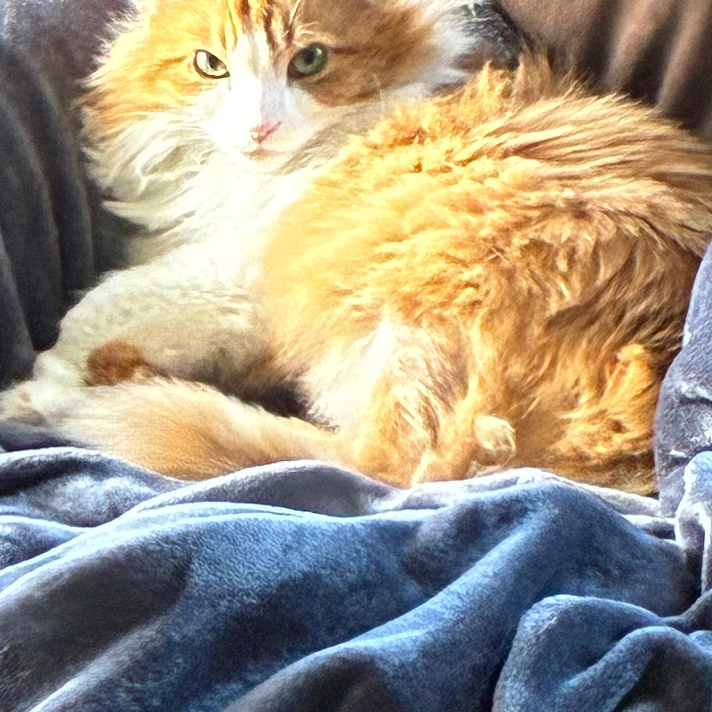 Bella