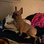 Ladie is registered to the contest to win money with this photo: dog, french_bulldog, bed, blanket, clothes, indoor, pet, animal, resting, fur, ears, paw, cute, mammal, wall, window, fabric, cozy, relaxed, side_view