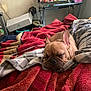 Ladie joined the competition — help win amazing prizes! french_bulldog, puppy, sleeping, bed, blanket, red_blanket, striped_blanket, indoor, cozy, resting, pet, animal, dog, nap, fur, ears, snout, home, furniture, table