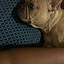 dog, french_bulldog, pet, resting, side_profile, tan_color, cushion, pattern, blue, indoor, animal, closeup, wrinkles, ear, face, human_arm, relaxed, companion, cute, portrait