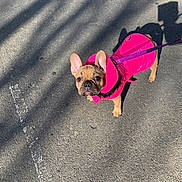Ladie is registered to the contest to win money with this photo: dog, french_bulldog, pet, pink_jacket, leash, outdoor, pavement, sunlight, shadow, curious, animal, canine, walking, small_dog, ears, brown, cute, looking_up, daytime, street