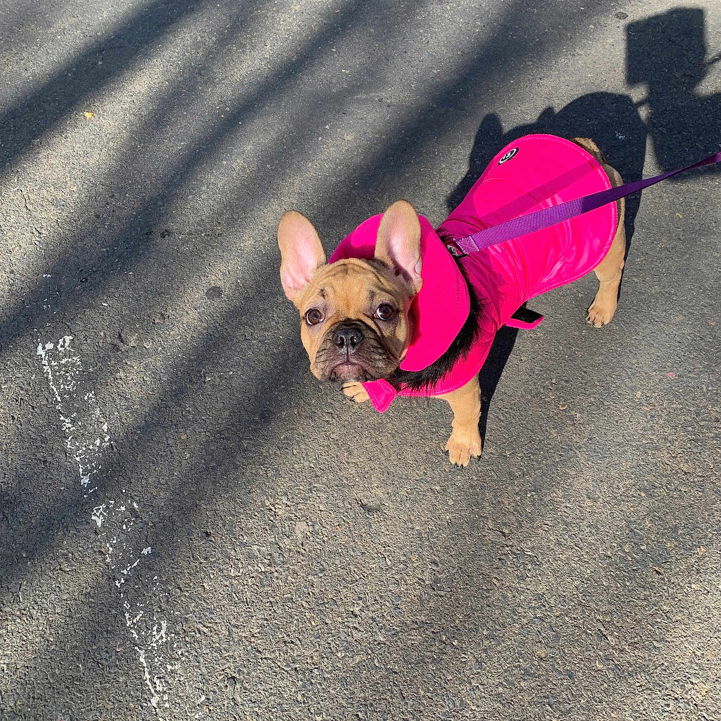 Ladie is registered to the contest to win money with this photo: animal, brown, canine, curious, cute, daytime, dog, ears, french_bulldog, leash, looking_up, outdoor, pavement, pet, pink_jacket, shadow, small_dog, street, sunlight, walking