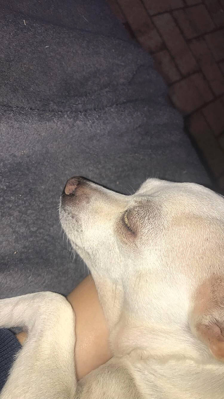 Kéna a rejoint le concours — aidez-le/la à gagner de superbes lots ! canidae, carnivore, companion_dog, dog, dog_breed, fawn, labrador_retriever, nap, nose, puppy, puppy_love, retriever, sleep, snout, sporting_group