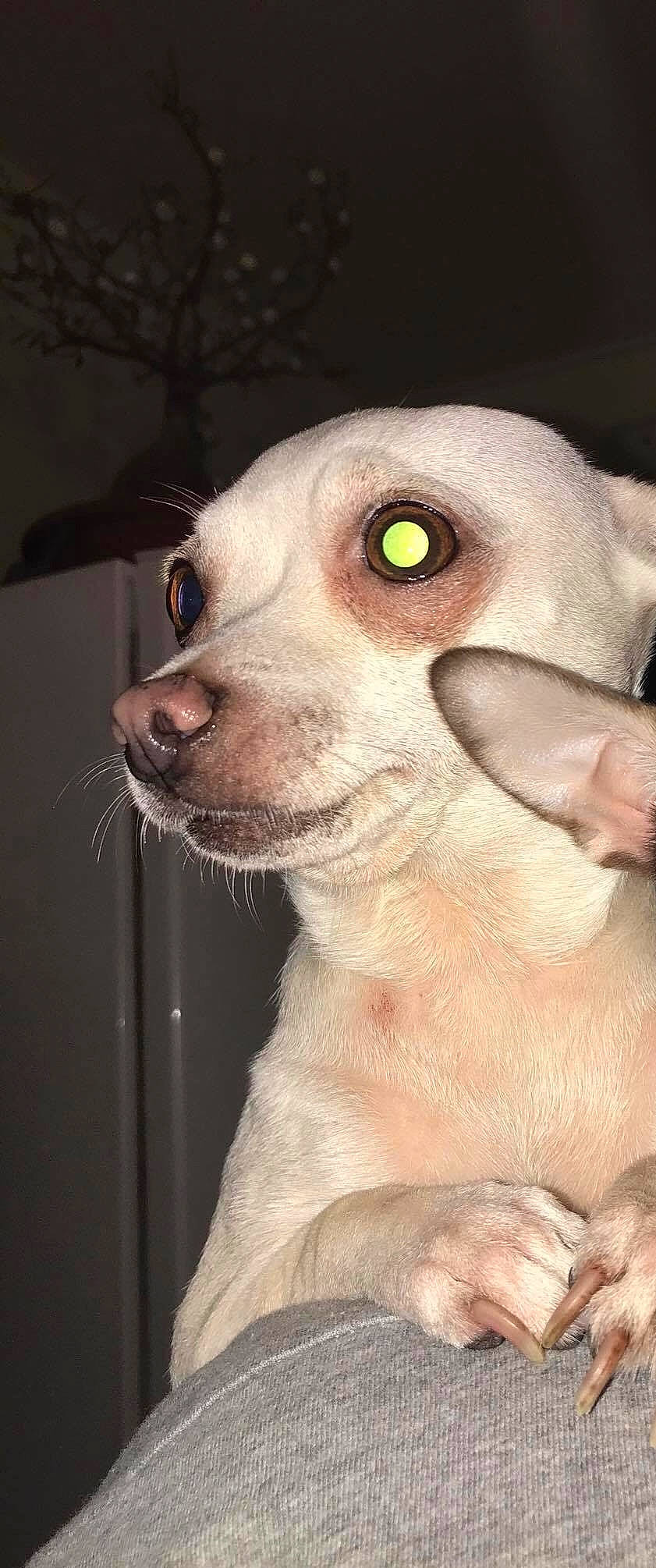 Kéna participe au concours pour gagner de l'argent avec cette photo : canidae, carnivore, cat, cornish_rex, dog, dog_breed, ear, eye, felidae, head, mammal, nose, peterbald, puppy, snout, ukrainian_levkoy, vertebrate, whiskers