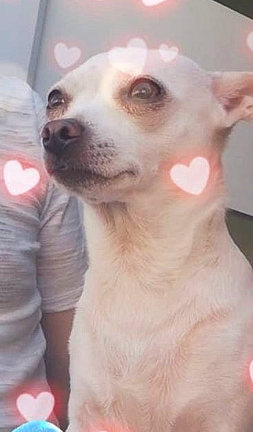 Kéna a rejoint le concours — aidez-le/la à gagner de superbes lots ! canidae, carnivore, companion_dog, dog, dog_breed, mammal, non_sporting_group, nose, puppy, rare_breed_dog, snout, sporting_group, vertebrate