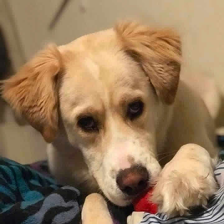 Loakie joined the competition — help win amazing prizes! bed, bedding, blanket, canine, close_up, dog, ears, eyes, indoor, light_fur, looking_at_camera, nose, paw, pet, playing, portrait, red_toy, tan_fur, toy, white_fur