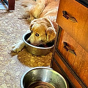 Loakie is registered to the contest to win money with this photo: bowl_pillow, cabinet, curious_look, dog, drawer_handle, flooring, fur, golden_retriever, green_shoes, household, indoor, kitchen, metal_bowl, paw, pet, resting, shoe, sneaker, tile_floor, water_bowl