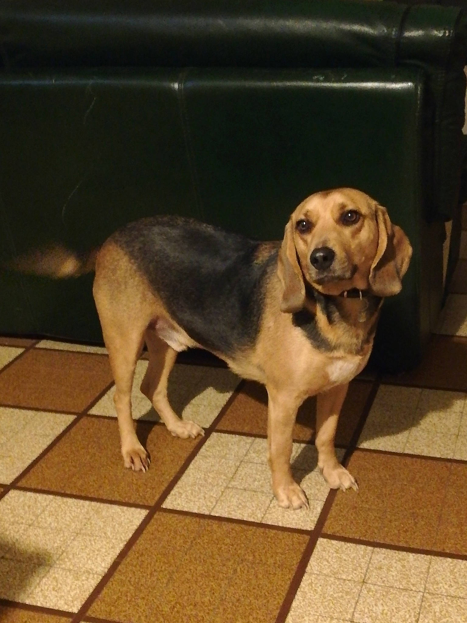 Wahou a rejoint le concours — aidez-le/la à gagner de superbes lots ! canidae, carnivore, companion_dog, dog, dog_breed, fawn, flooring, fur, gun_dog, metal, paw, pet_supply, road_surface, snout, sporting_group, tail, terrestrial_animal, wood, working_animal, working_dog