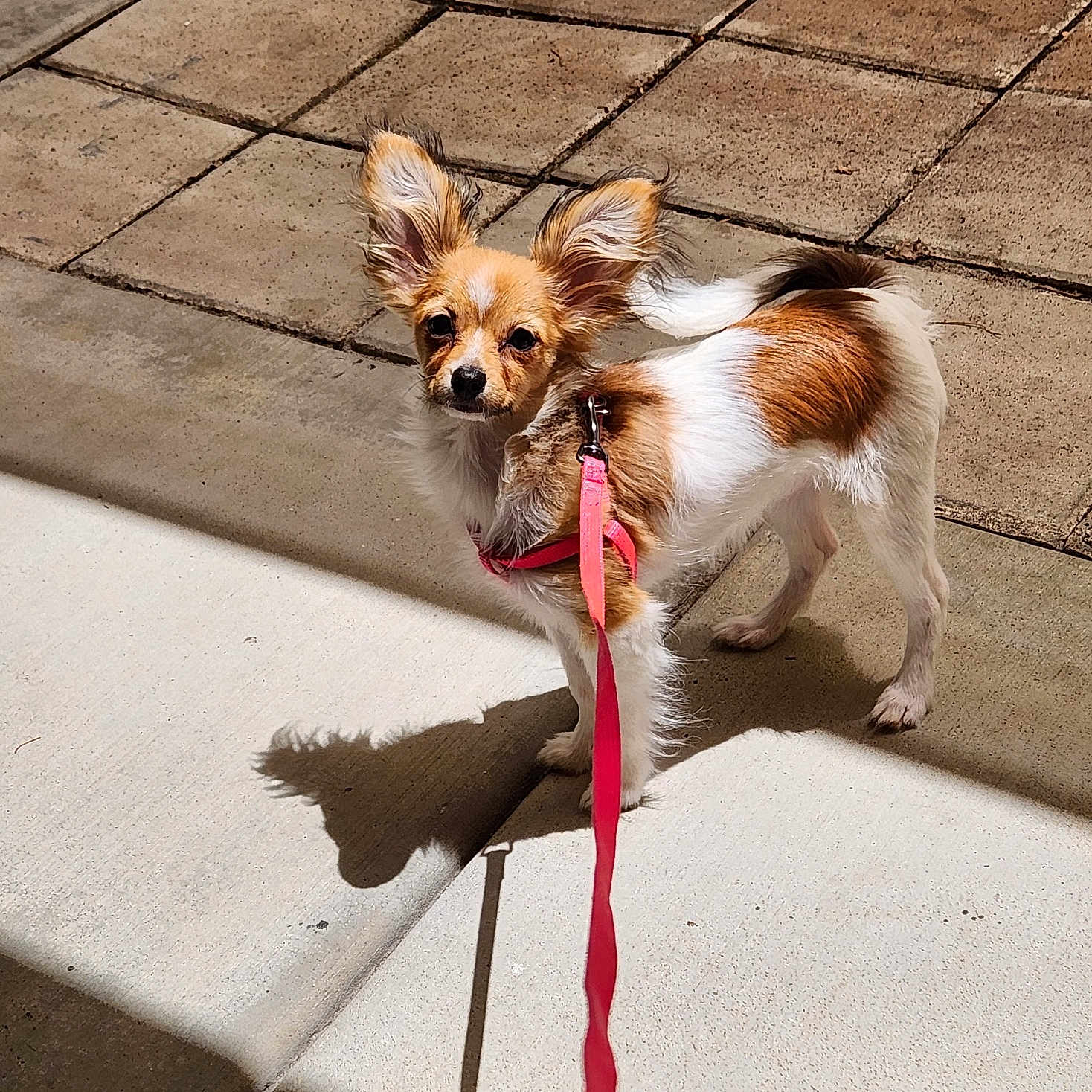 Honey joined the competition — help win amazing prizes! accessories, animal, canine, cockerspaniel, dog, flagstone, leash, papillon, path, pet, puppy, sidewalk, slate, strap, terrier, walkway