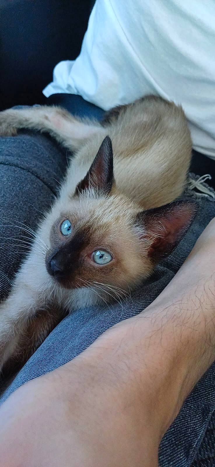 Yumi a rejoint le concours — aidez-le/la à gagner de superbes lots ! balinese, birman, carnivore, cat, claw, comfort, domestic_short_haired_cat, ear, electric_blue, fawn, felidae, fur, head, iris, paw, siamese, small_to_medium_sized_cats, snout, terrestrial_animal, whiskers