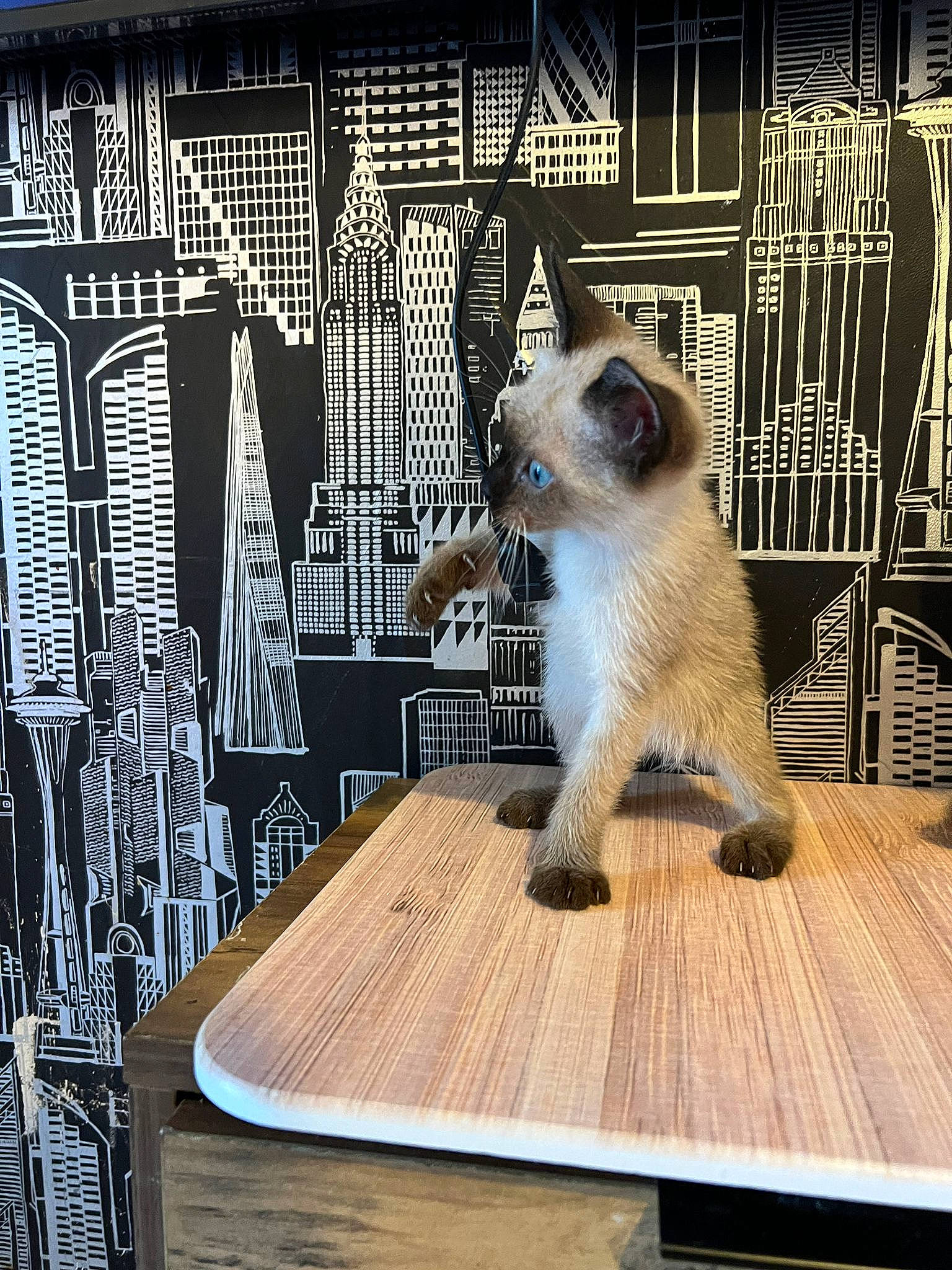 Yumi participe au concours pour gagner de l'argent avec cette photo : balinese, carnivore, cat, desk, fawn, felidae, fur, hardwood, metal, outdoor_furniture, rectangle, siamese, small_to_medium_sized_cats, snout, table, tail, thai, whiskers, wood, wood_stain