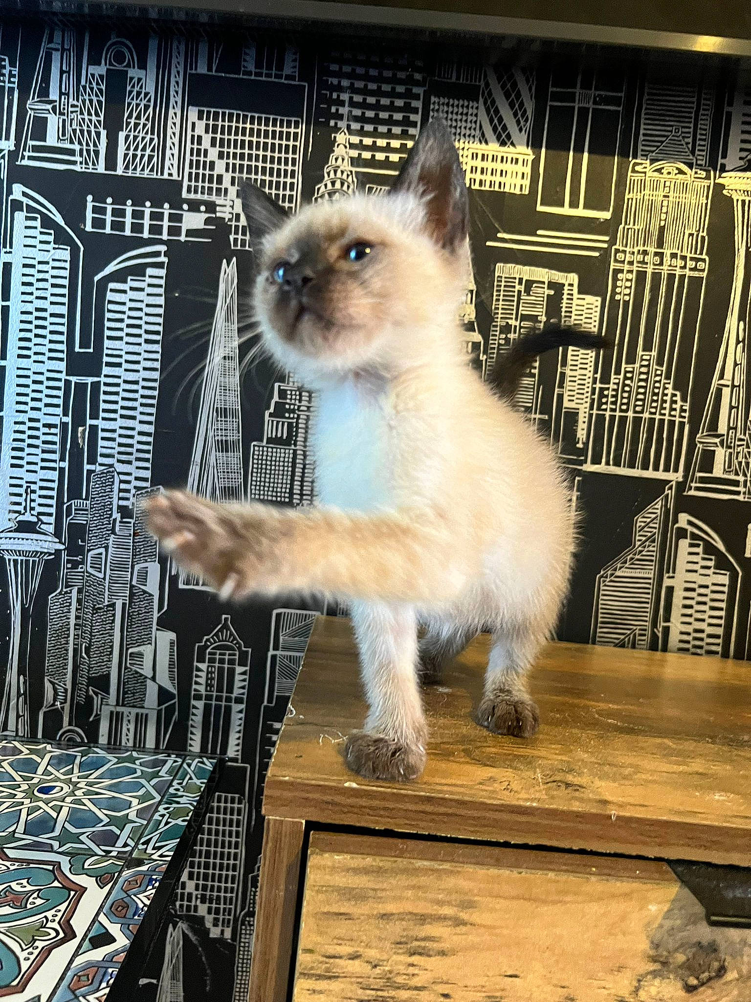 Yumi participe au concours pour gagner de l'argent avec cette photo : art, birman, building, carnivore, cat, event, fawn, felidae, fur, ragdoll, siamese, small_to_medium_sized_cats, snout, tail, terrestrial_animal, thai, tonkinese, whiskers, wildlife, wood