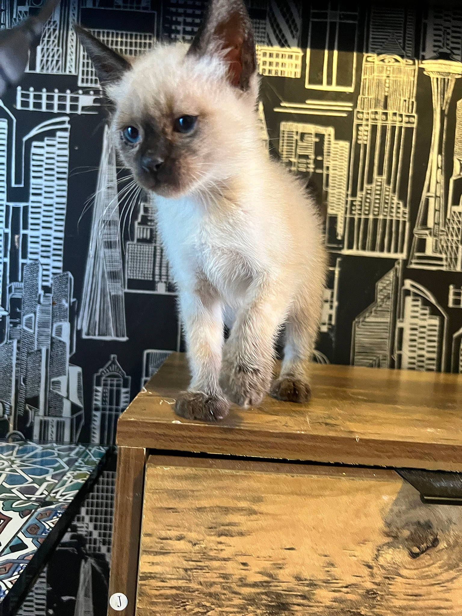 Yumi a rejoint le concours — aidez-le/la à gagner de superbes lots ! balinese, birman, carnivore, cat, fawn, felidae, fur, hardwood, siamese, small_to_medium_sized_cats, table, tail, terrestrial_animal, thai, tonkinese, whiskers, wood