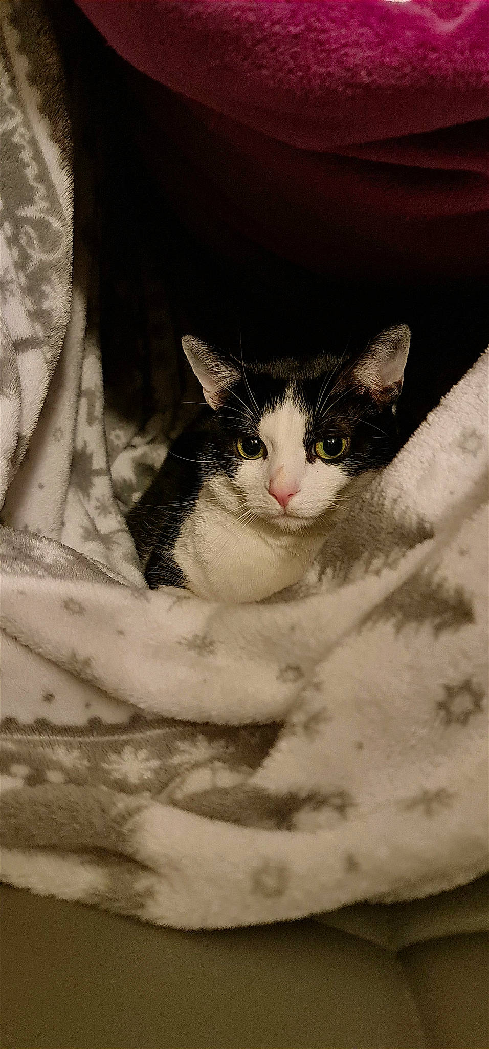 Fluffy participe au concours pour gagner de l'argent avec cette photo : carnivore, cat, comfort, domestic_short_haired_cat, felidae, fur, grey, linens, mammal, monochrome, monochrome_photography, paw, small_to_medium_sized_cats, snout, tail, tree, vertebrate, whiskers, window, wood